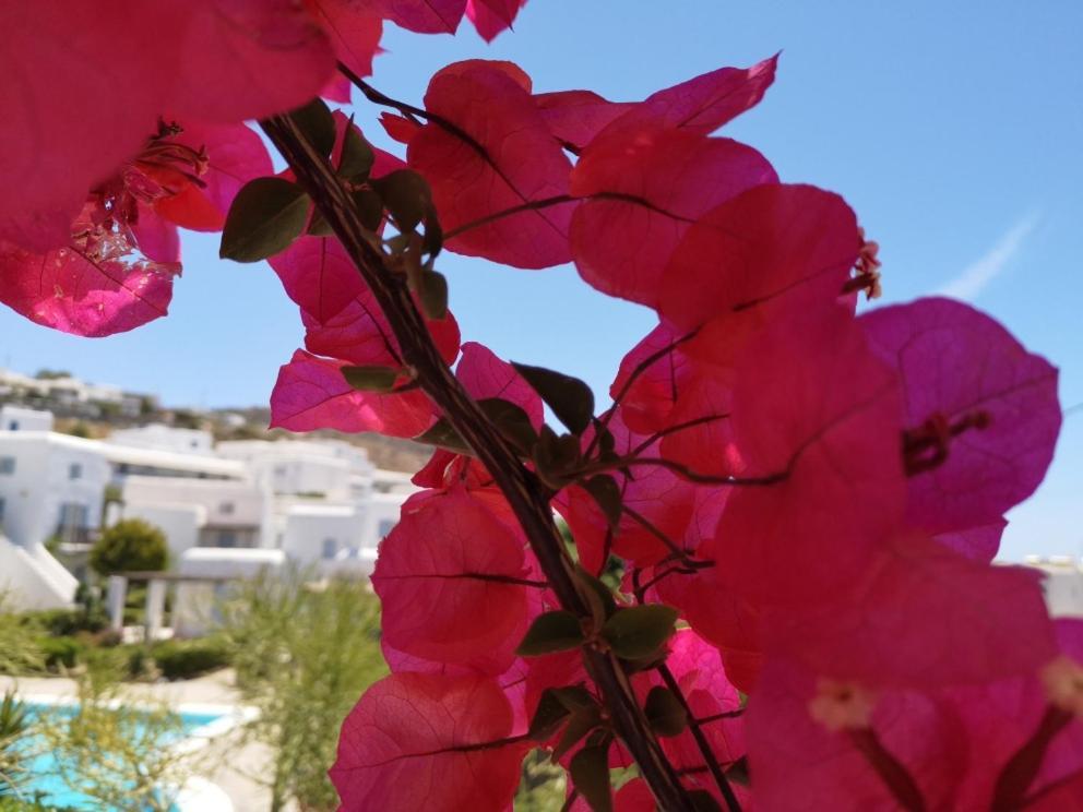 Our Beautiful House In Ornos, Mykonos Villa Ornos (Mykonos)